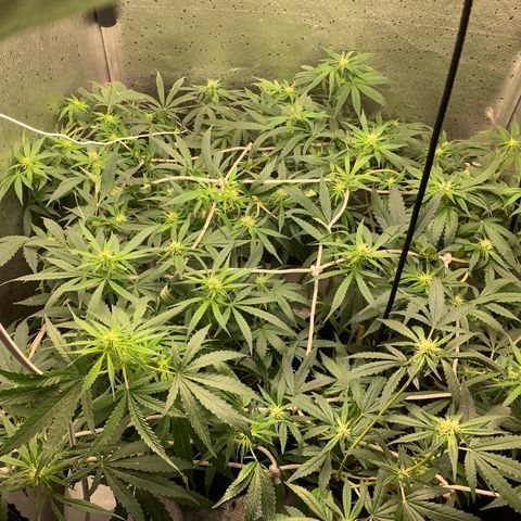 Fotoperiodo 24k #2 growlog timeline photo