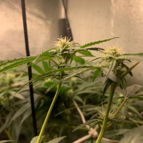 Fotoperiodo 24k #2 growlog timeline photo
