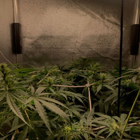 Fotoperiodo 24k #2 growlog timeline photo