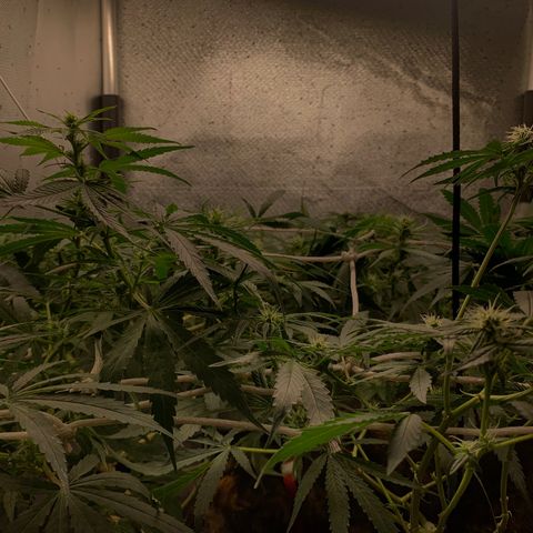 Fotoperiodo 24k #2 growlog timeline photo