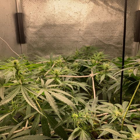 Fotoperiodo 24k #2 growlog timeline photo