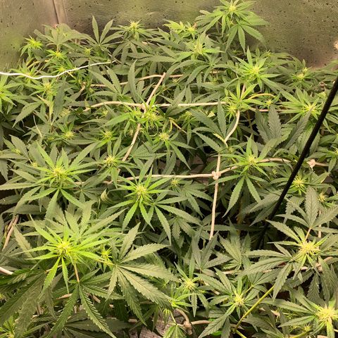 Fotoperiodo 24k #2 growlog timeline photo