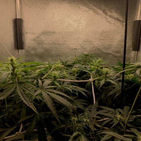 Fotoperiodo 24k #2 growlog timeline photo
