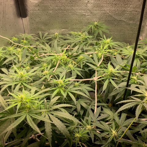Fotoperiodo 24k #2 growlog timeline photo