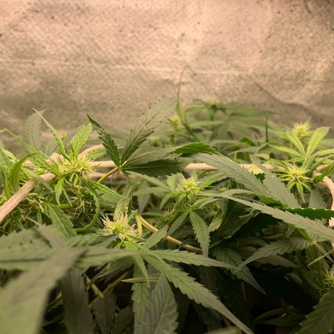 Fotoperiodo 24k #2 growlog timeline photo