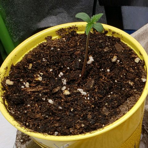 Banana Kush growlog timeline photo