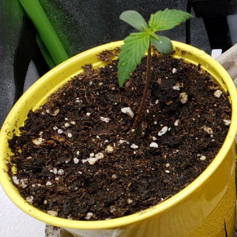 Banana Kush growlog timeline photo