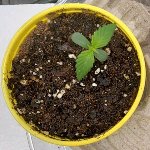 Banana Kush growlog timeline photo