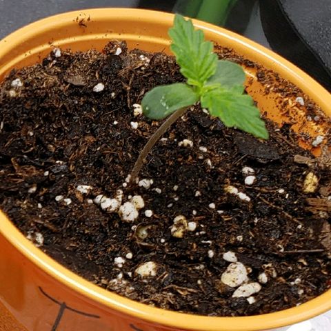 Tangerine Dream growlog timeline photo