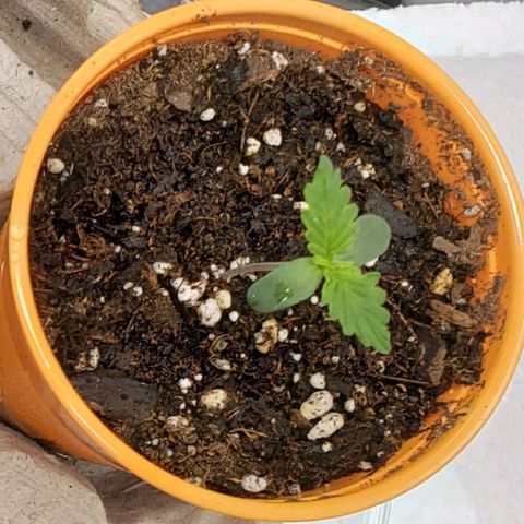 Tangerine Dream growlog timeline photo