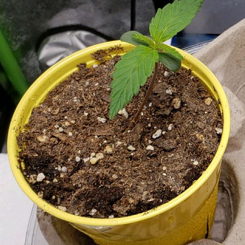 Banana Kush growlog photo: 40rh, 70f temp