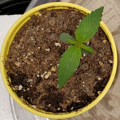 Banana Kush growlog photo: 40rh, 70f temp