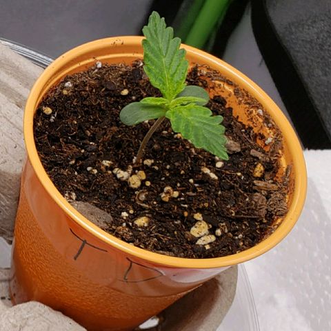Tangerine Dream growlog photo: 40rh, 70f temp
