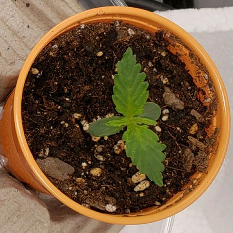 Tangerine Dream growlog photo: 40rh, 70f temp