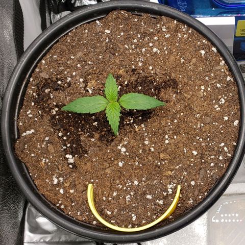 Banana Kush growlog photo: 5 hours after transplant