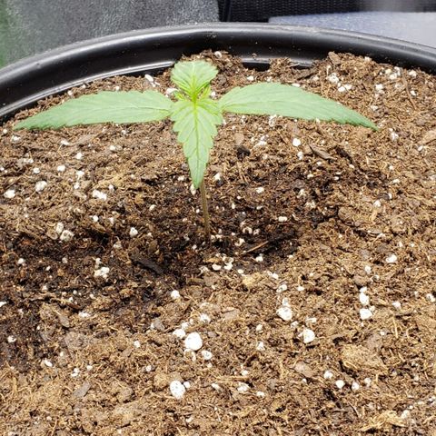 Banana Kush growlog photo: 5 hours after transplant