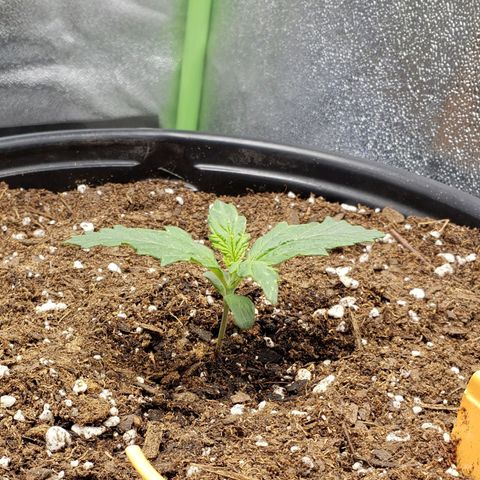 Tangerine Dream growlog photo: 5 hours after transplant