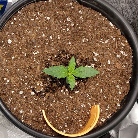 Tangerine Dream growlog photo: 5 hours after transplant