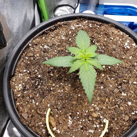Banana Kush growlog photo: Watered