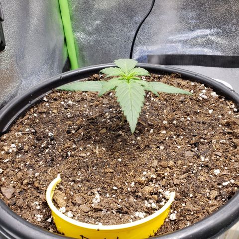 Banana Kush growlog photo: Watered