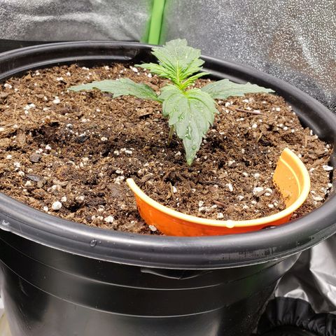 Tangerine Dream growlog photo: Watered