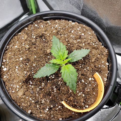 Tangerine Dream growlog photo: Watered