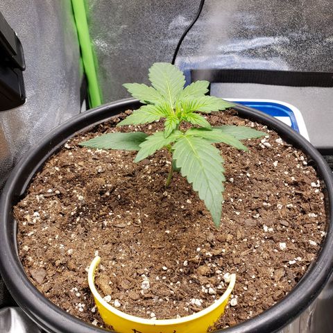 Banana Kush growlog timeline photo