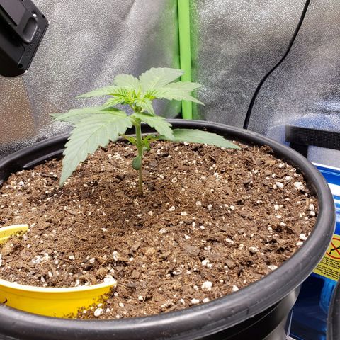 Banana Kush growlog timeline photo
