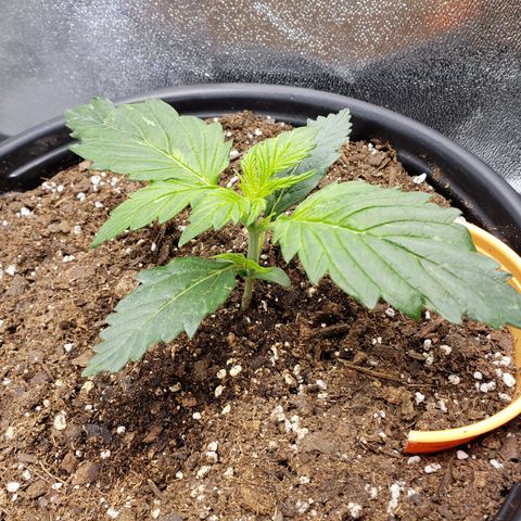 Tangerine Dream growlog timeline photo