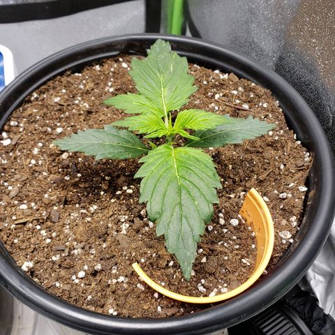 Tangerine Dream growlog timeline photo