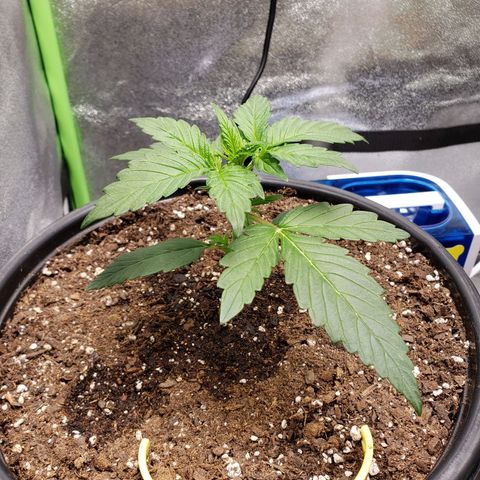 Banana Kush growlog photo: Dripped some left over water