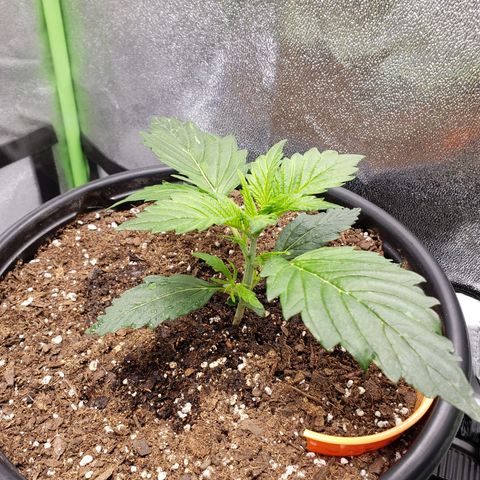 Tangerine Dream growlog photo: Dripped some left over water