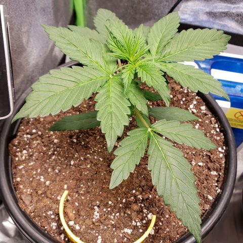 Banana Kush growlog photo: Partial water