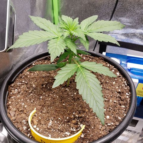 Banana Kush growlog photo: Partial water