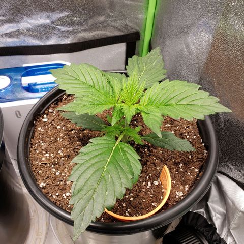 Tangerine Dream growlog timeline photo