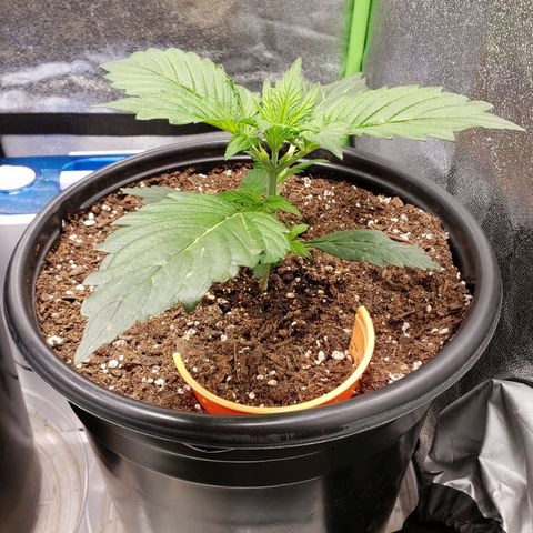 Tangerine Dream growlog timeline photo