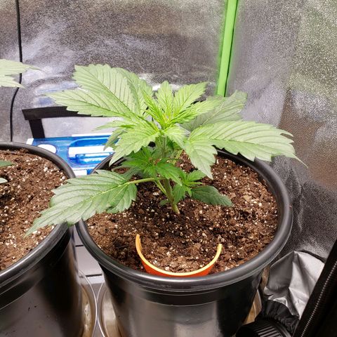 Tangerine Dream growlog timeline photo