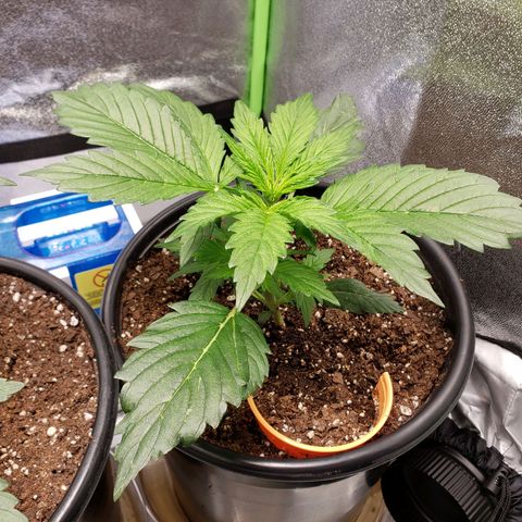 Tangerine Dream growlog timeline photo