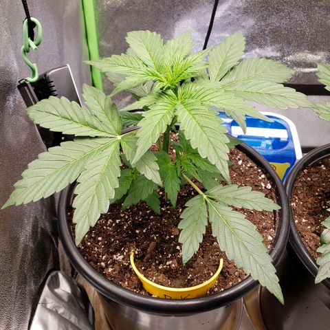 Banana Kush growlog timeline photo