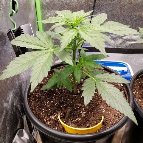 Banana Kush growlog timeline photo