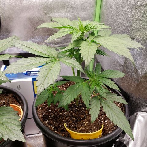 Banana Kush growlog timeline photo