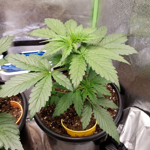 Banana Kush growlog timeline photo