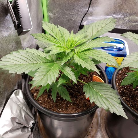 Tangerine Dream growlog timeline photo