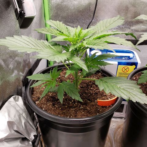 Tangerine Dream growlog timeline photo