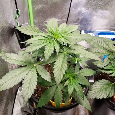 Banana Kush growlog timeline photo
