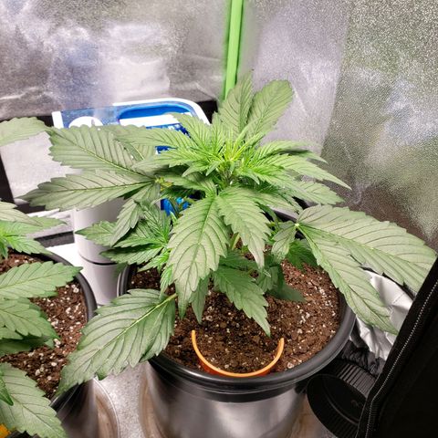 Tangerine Dream growlog timeline photo