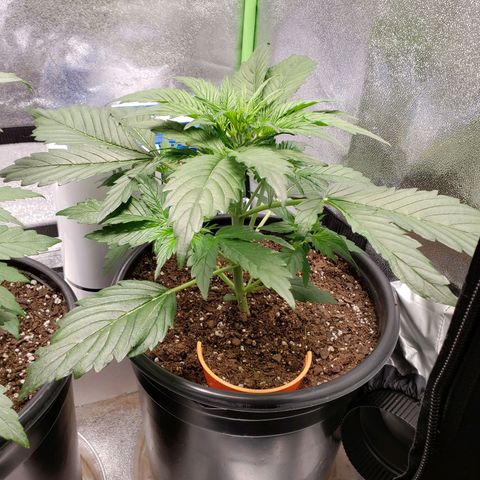 Tangerine Dream growlog timeline photo