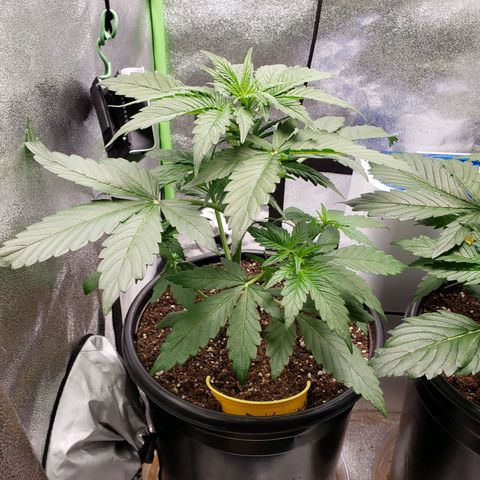 Banana Kush growlog timeline photo