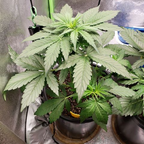 Banana Kush growlog timeline photo