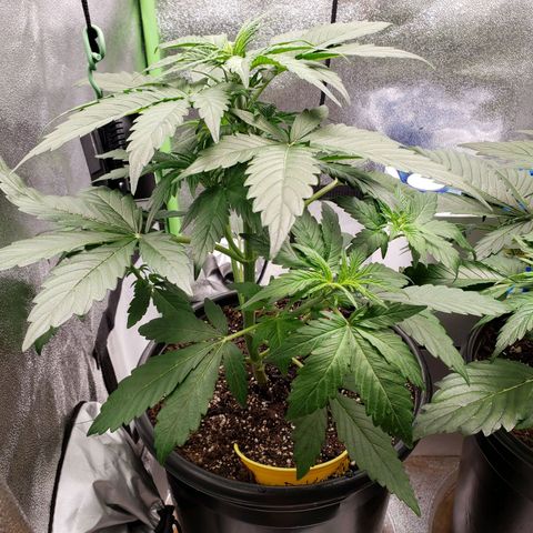 Banana Kush growlog timeline photo